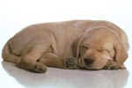 tp mignon