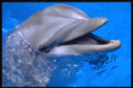 DAUPHIN